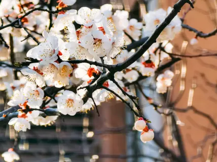 カジノ777 カジノ モバイルアプリ